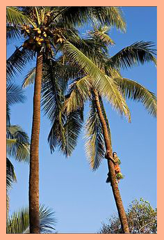 climbing-coconut2